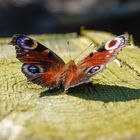 Tagpfauenauge schmetterling