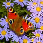 Tagpfauenauge - Schmetterling des Jahres 2009