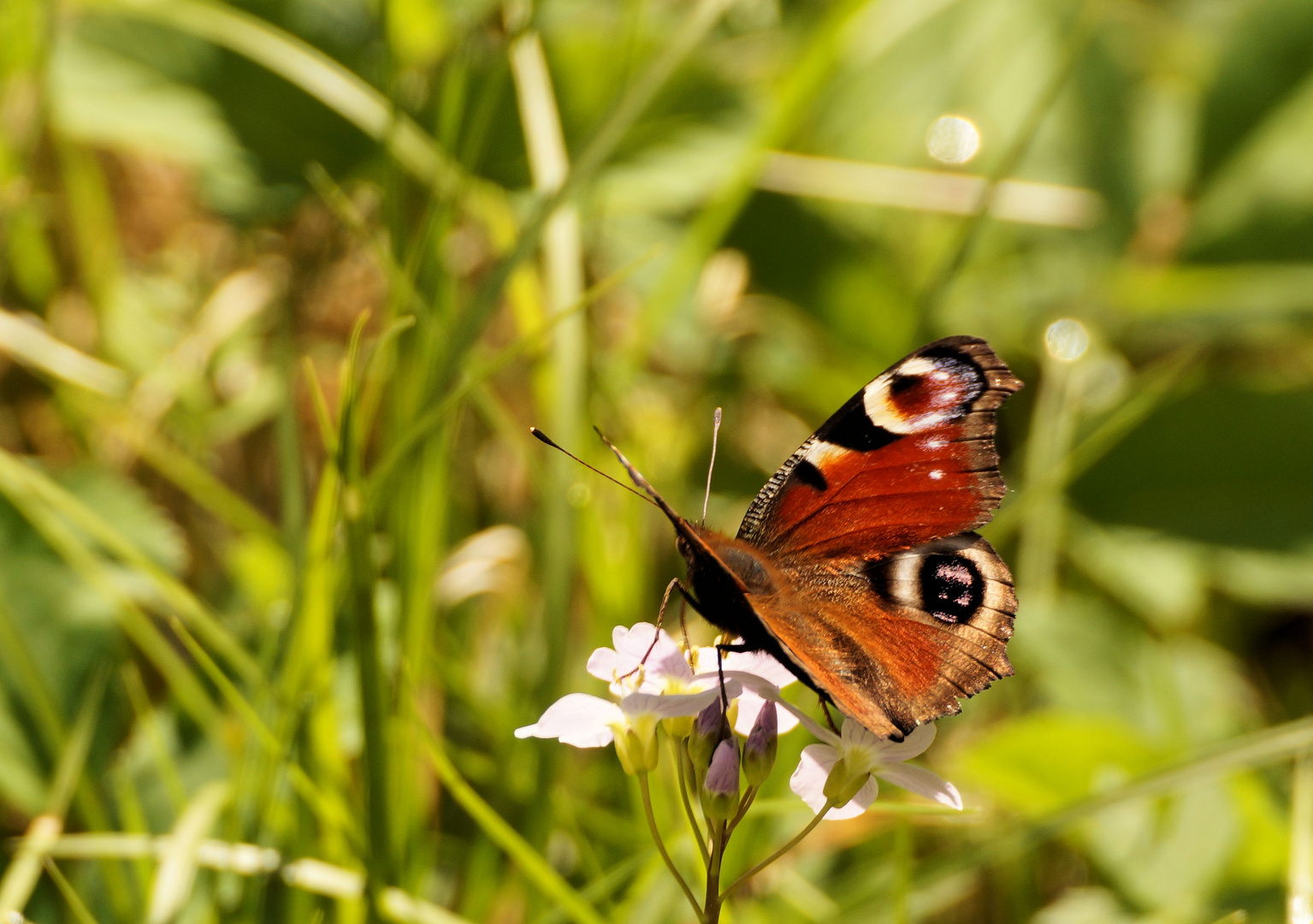 Tagpfauenauge - Schmetterling des Jahres 2009