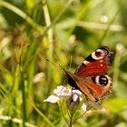 Tagpfauenauge - Schmetterling des Jahres 2009