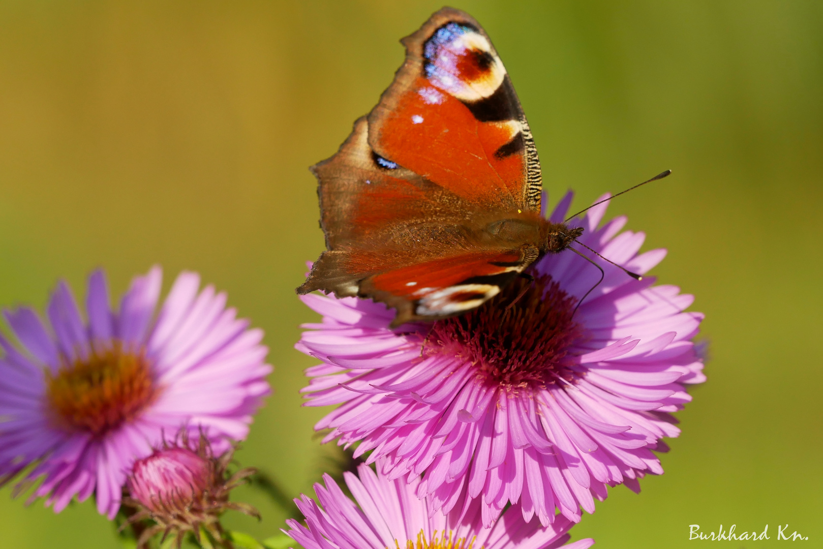 Tagpfauenauge - Schmetterling des Jahres 2009