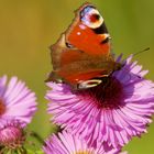 Tagpfauenauge - Schmetterling des Jahres 2009