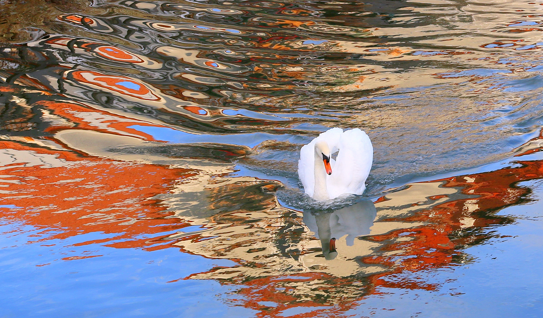 "TAGPFAUENAUGE-SCHWAN"