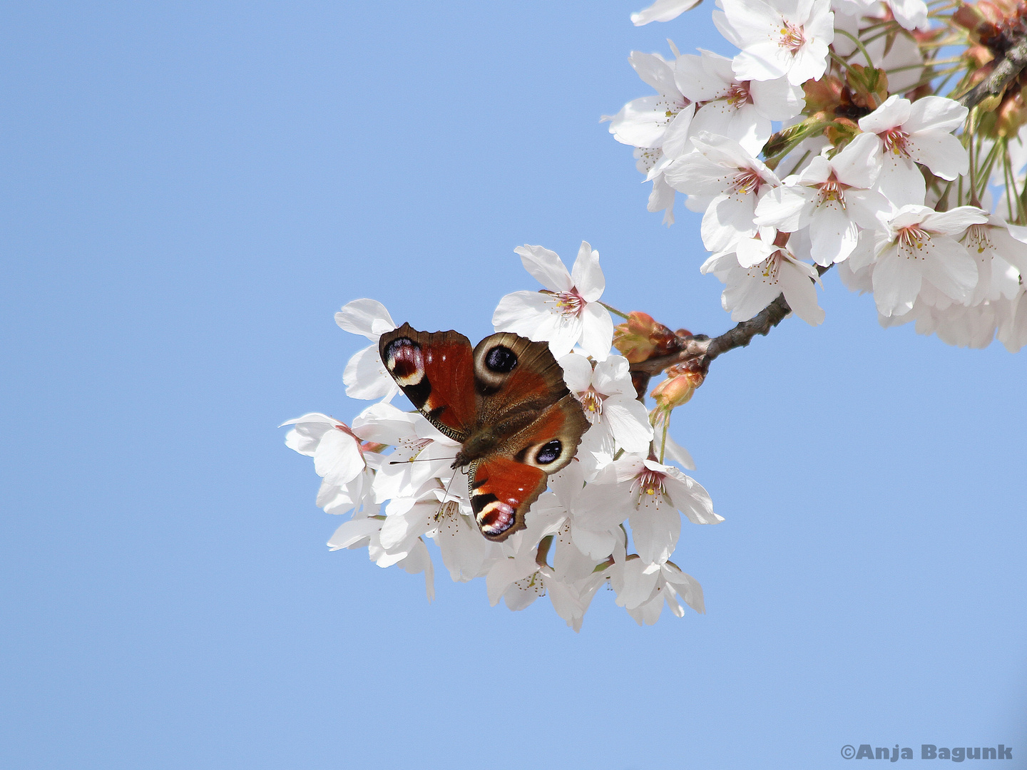 Tagpfauenauge trifft Kirschblüte