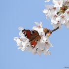 Tagpfauenauge trifft Kirschblüte