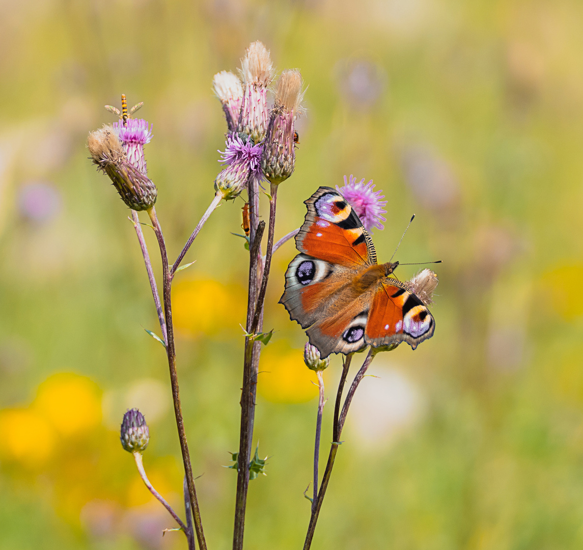 Tagpfauenauge und andere Insekten