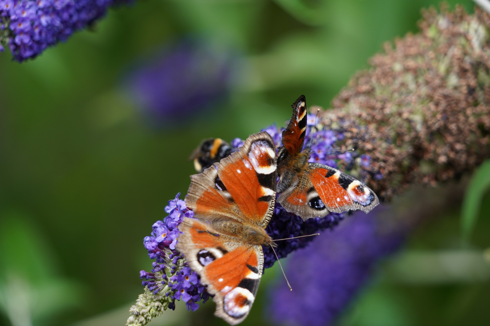 Tagpfauenauge und Hummel