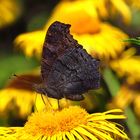 Tagpfauenauge, Unterseite, Inachis io, auf der Blüte des Echten Alant, im Hevetal