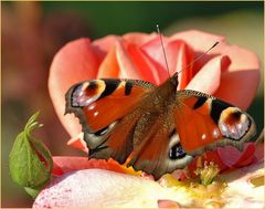 Tagpfauenauge, Verabredung mit Apricola