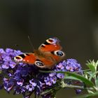 Tagpfauenauge wunderschön....... an einem Sommertag.