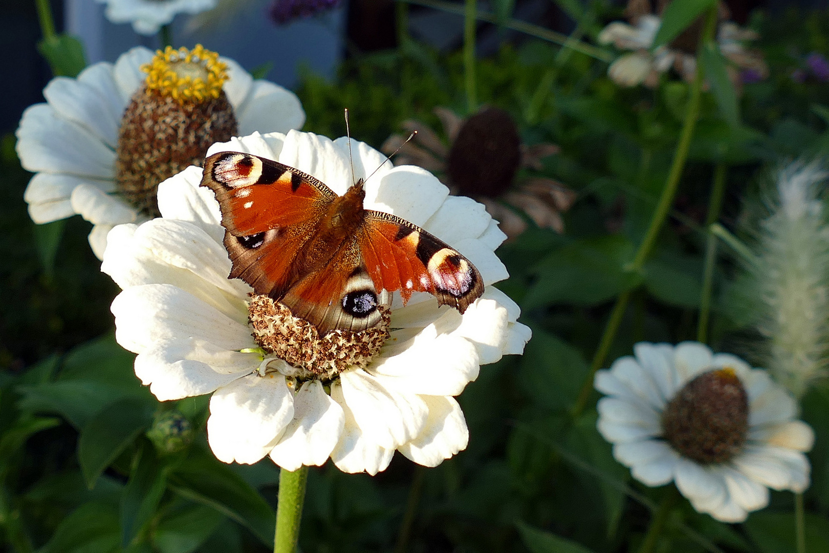 Tagpfauenauge zu Besuch