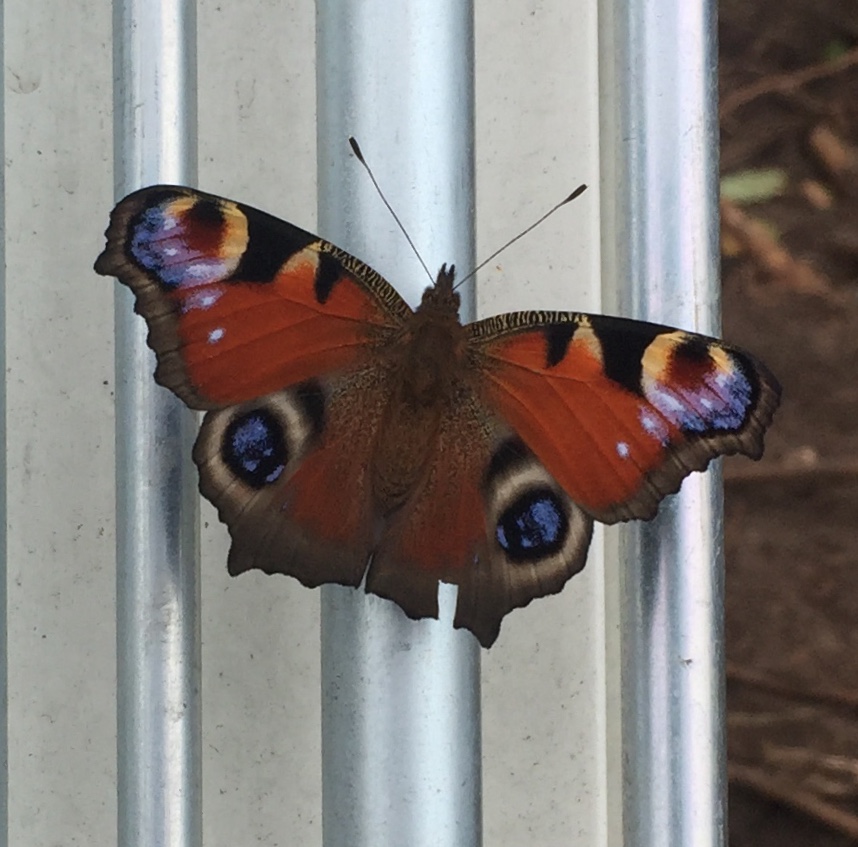 Tagpfauenauge zu Besuch beim Baggern. 