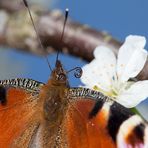 Tagpfauenauge - Zunge in Bereitschaft