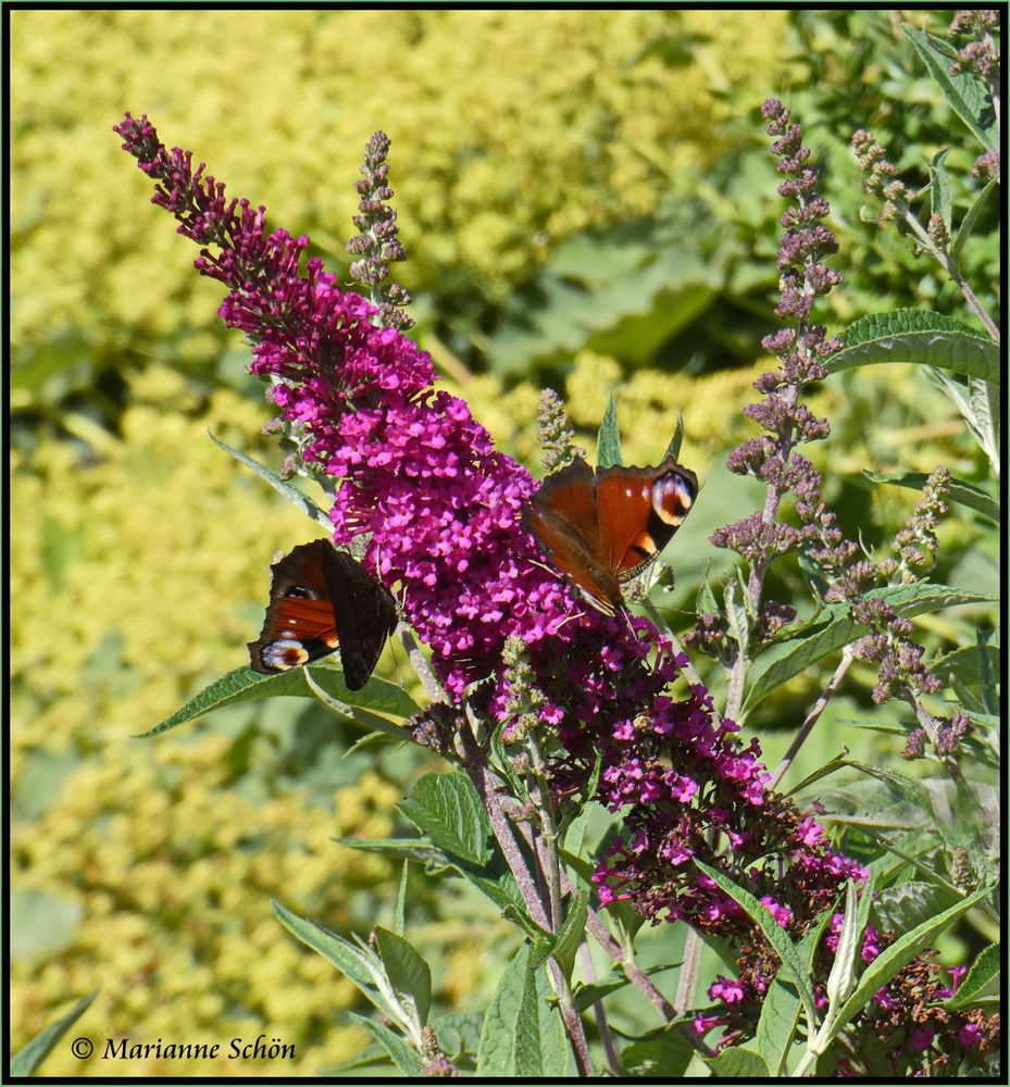 ...Tagpfauenauge...Aglais io...