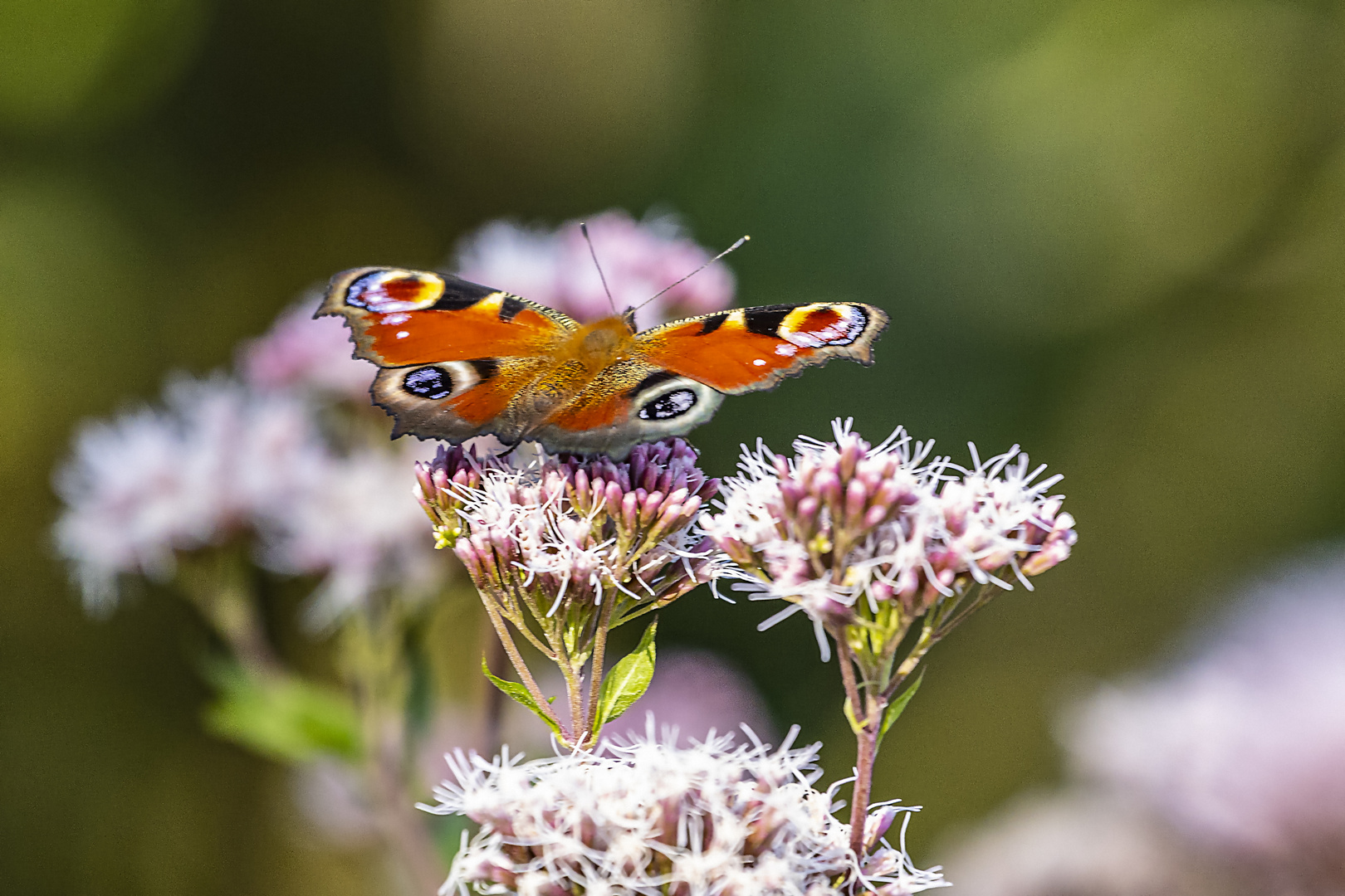 Tagpfauenauge_MG_1105