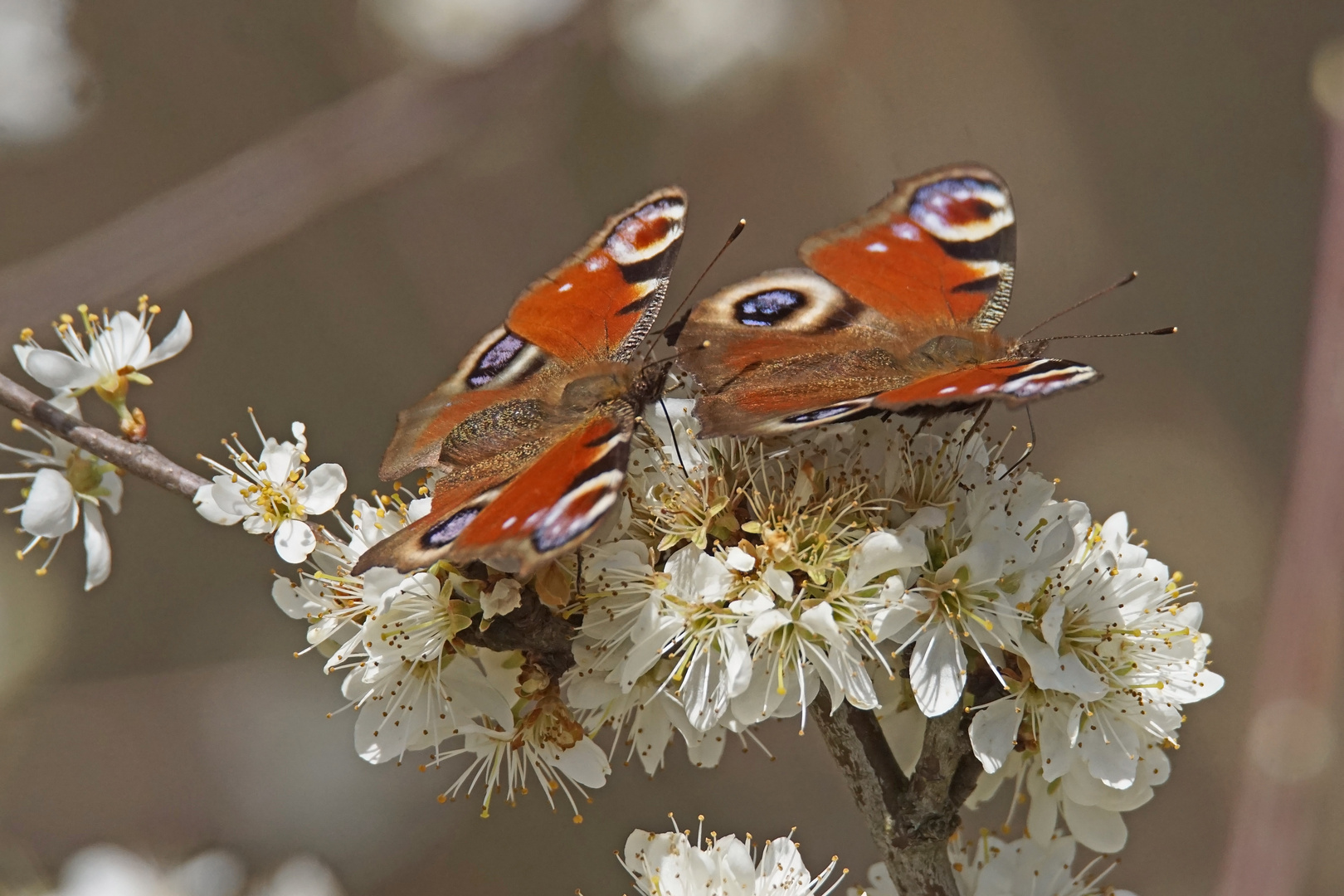 Tagpfauenaugen (Aglais io)