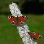 Tagpfauenaugen auf Schaumblüte