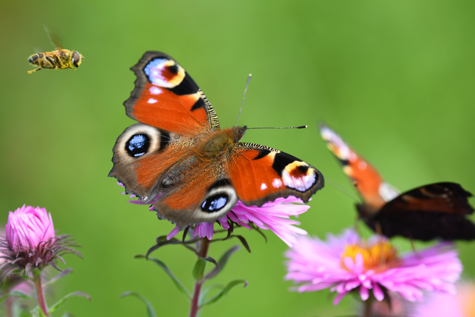 Tagpfauenaugen mit Biene 