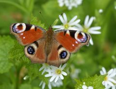 Tagpfauenaugen – Sonnenbad auf Sternmieren