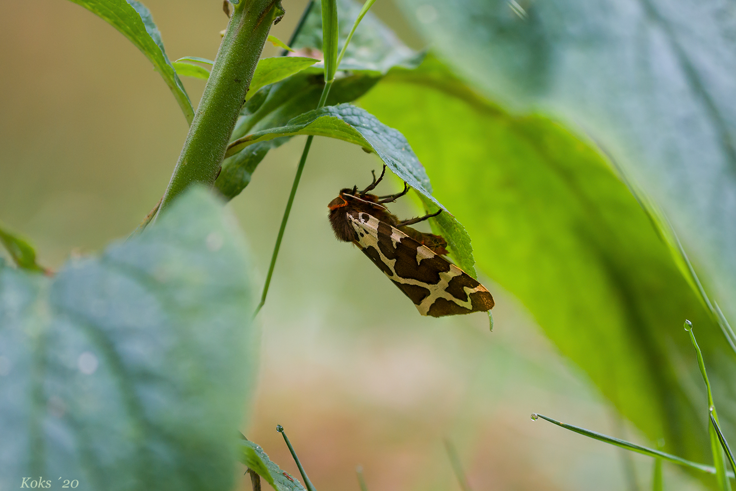 Tagschläfer