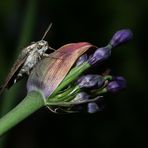 Tagschwärmer (fast zahm! ;-)