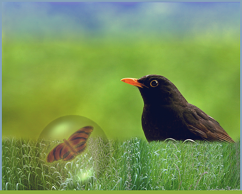 *Tagträume einer Amsel*