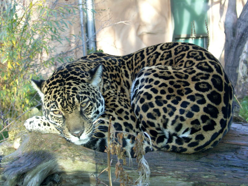 Tagträumer im Bergzoo Halle