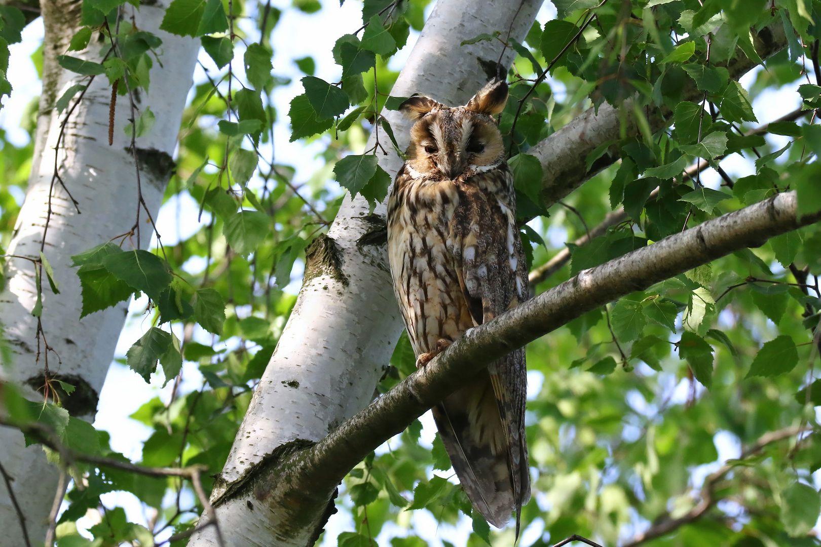 Tagträumer - Waldohreule- (Asio otus)