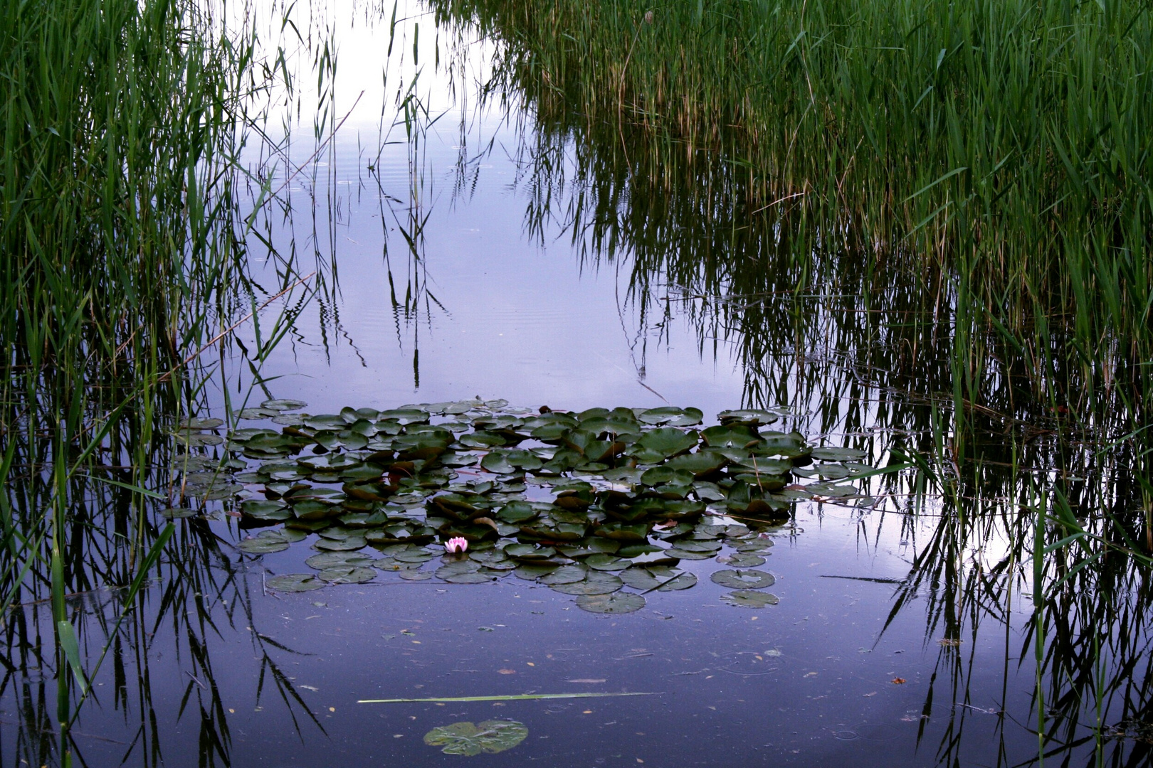 Tagträumerei