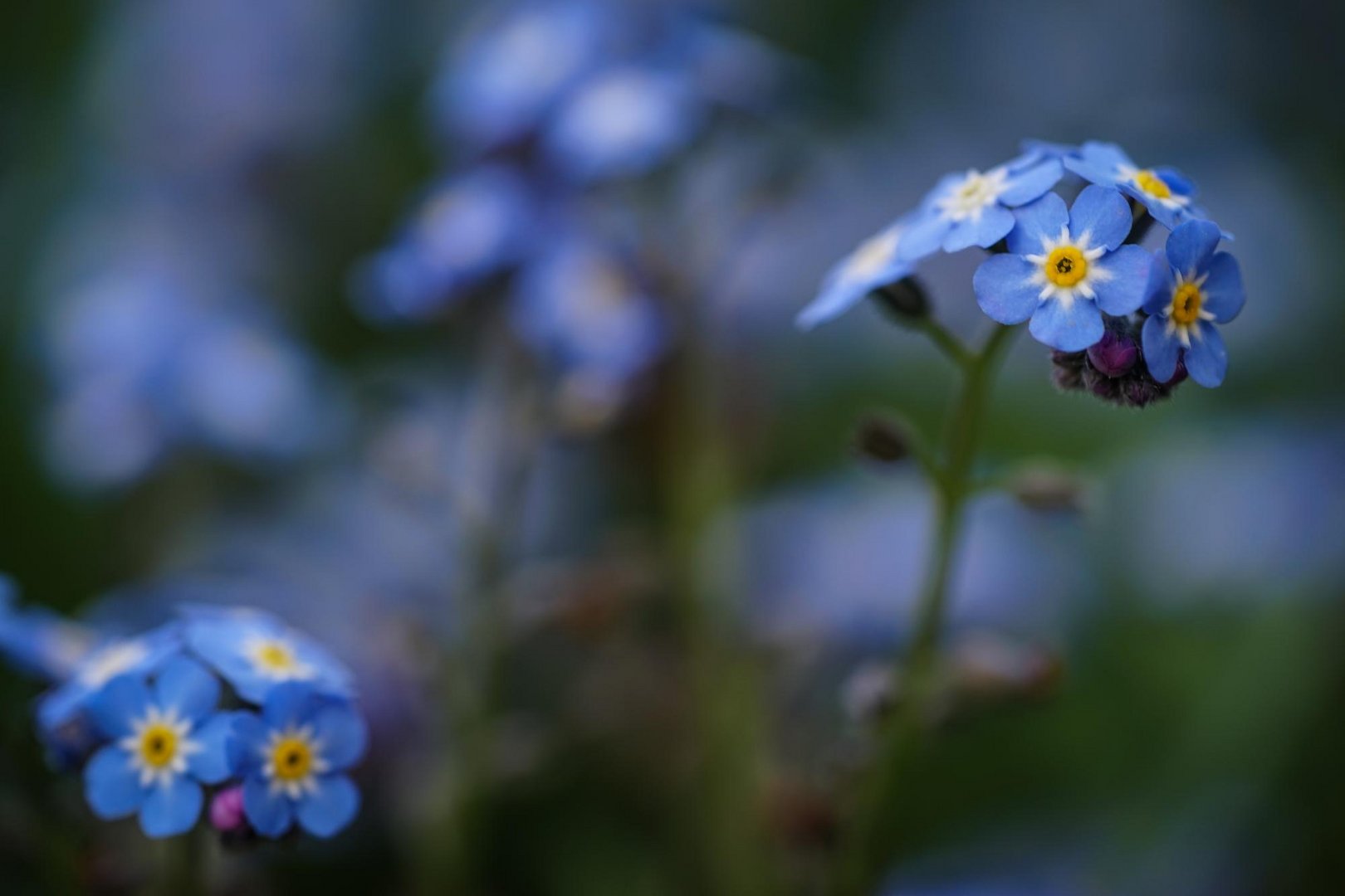 Tagtraum in blau 