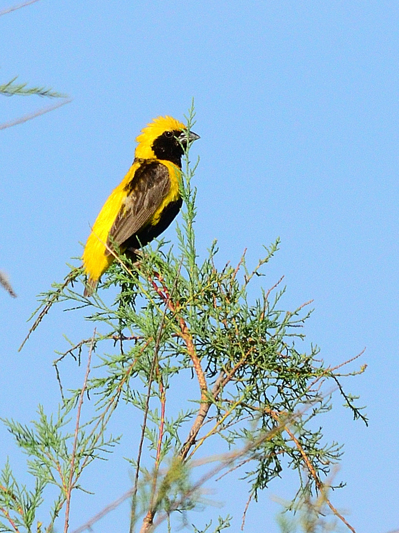 Tahaweber, (Euplectes afer), Yellow-crowned bishop, 