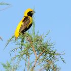 Tahaweber, (Euplectes afer), Yellow-crowned bishop, 