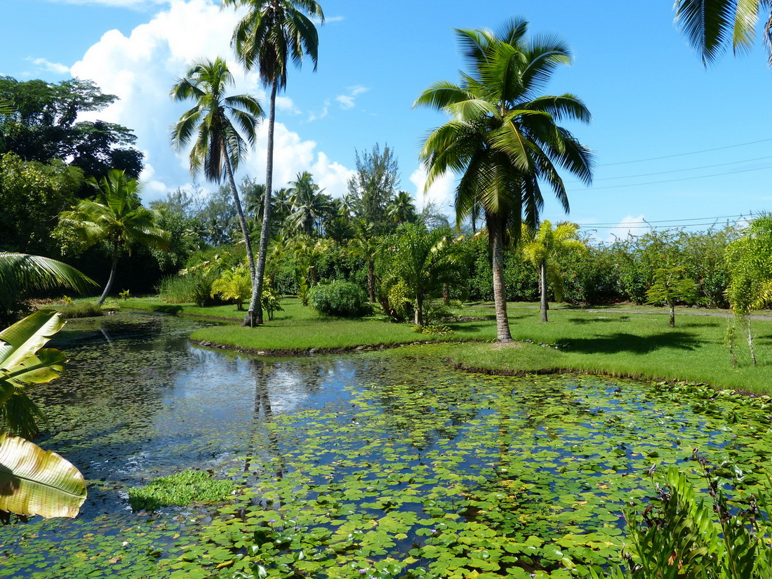 Tahiti. Vaipahi Gardens.