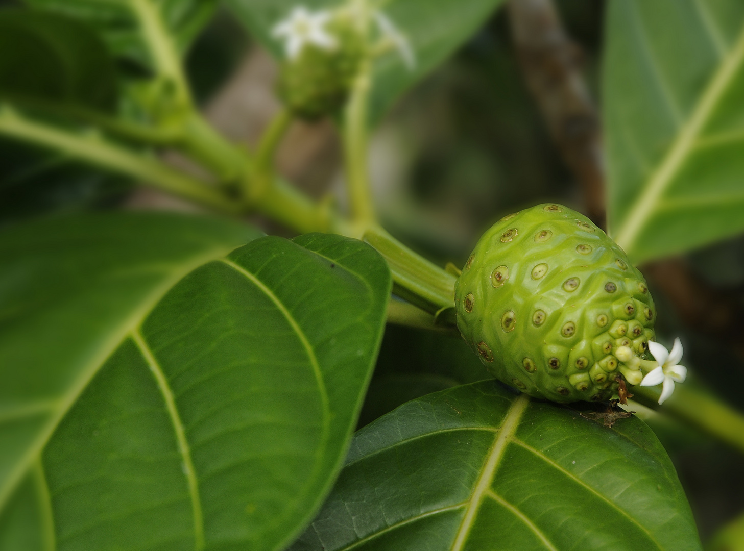 TAHITIAN NONI