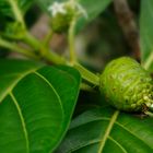 TAHITIAN NONI