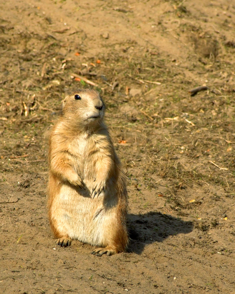 TAI CHI