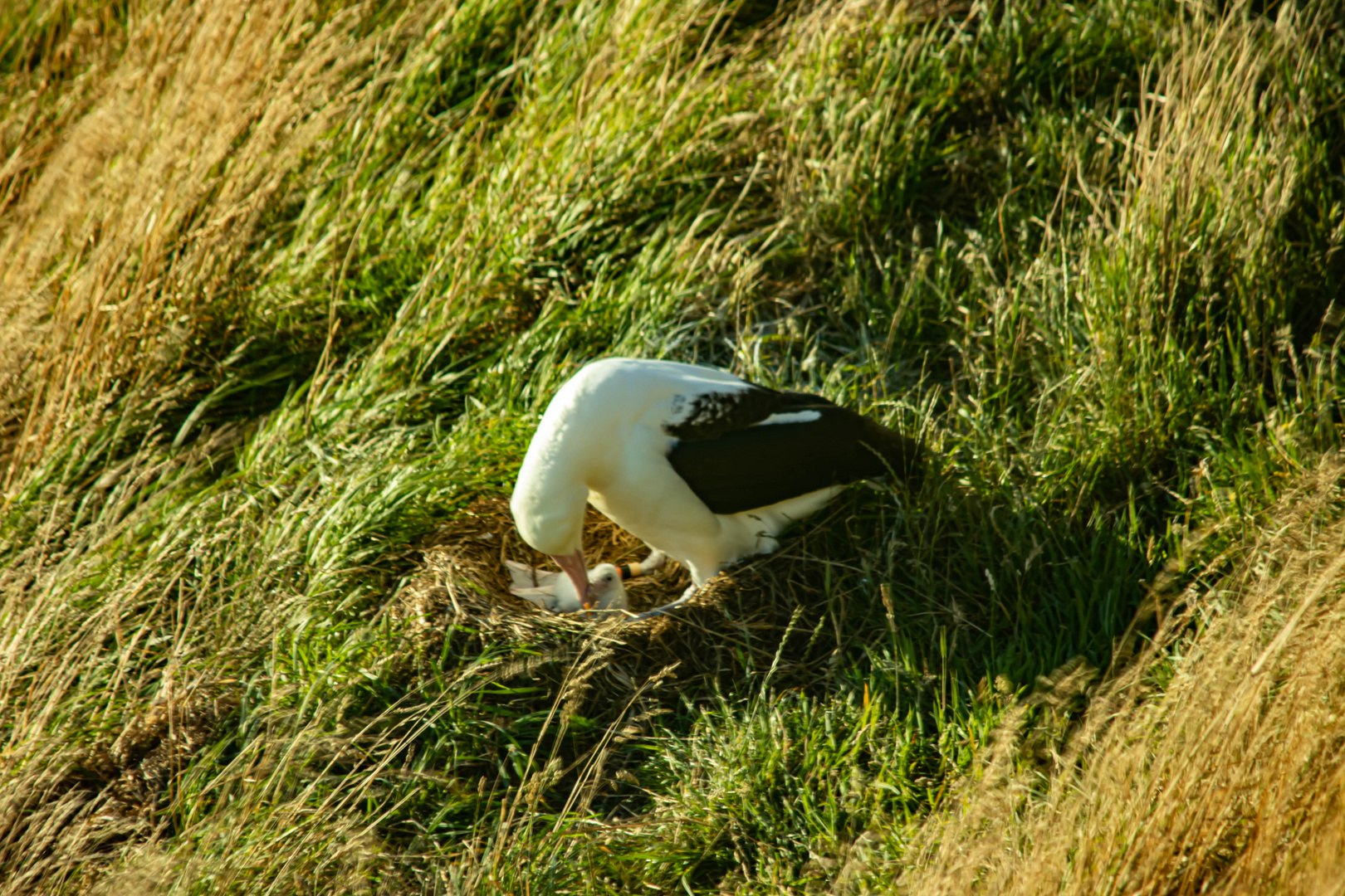 Taiaroa Head - Albatross Kolonie