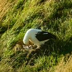 Taiaroa Head - Albatross Kolonie