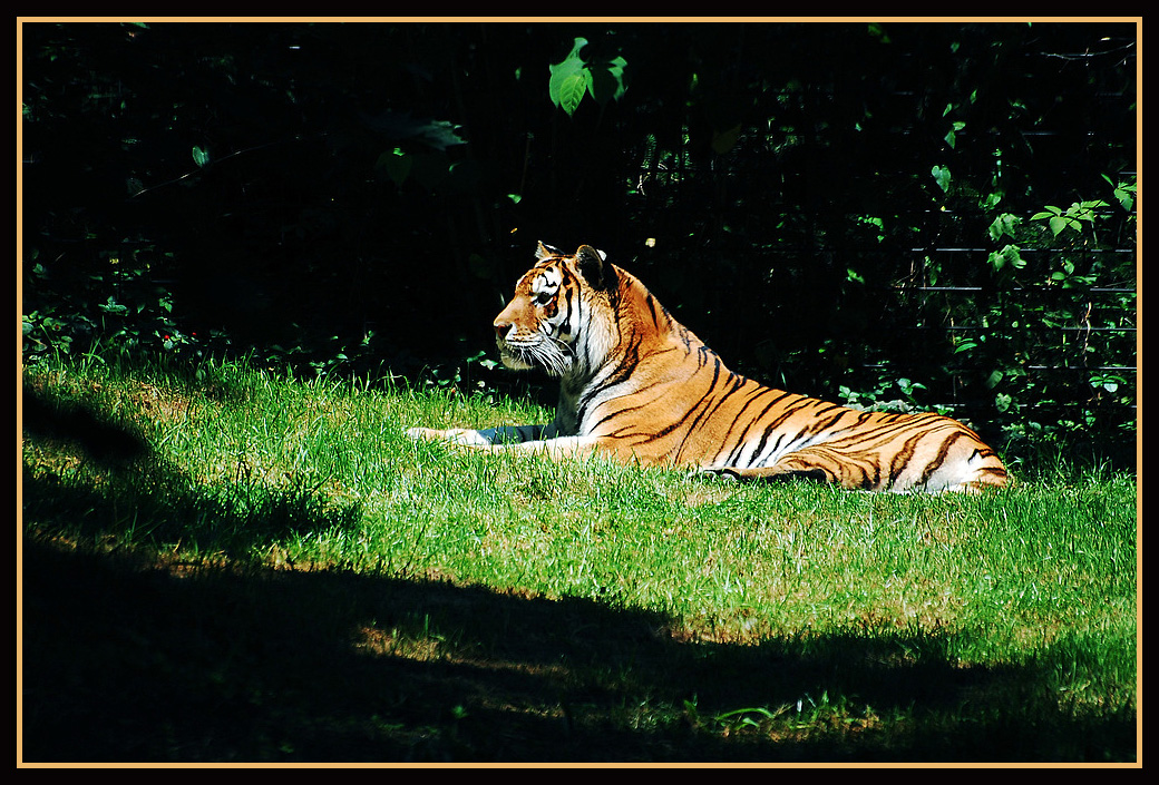 Taiga aus dem Zoo Chemnitz