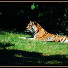 Taiga aus dem Zoo Chemnitz