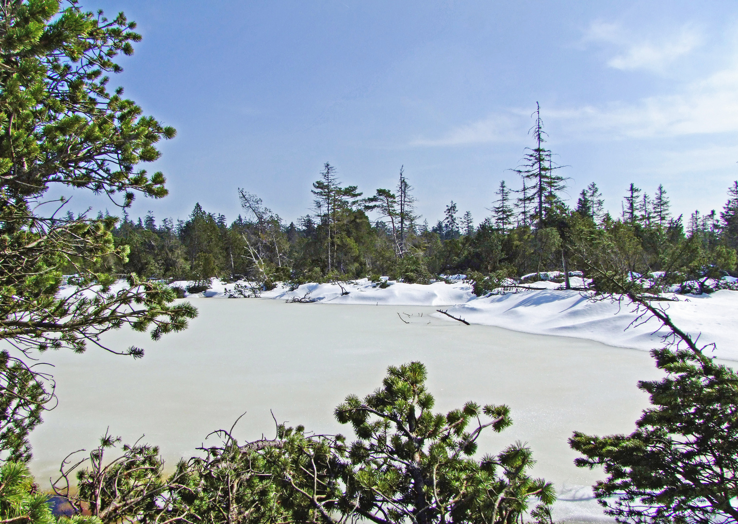 Taiga im Nordschwarzwald