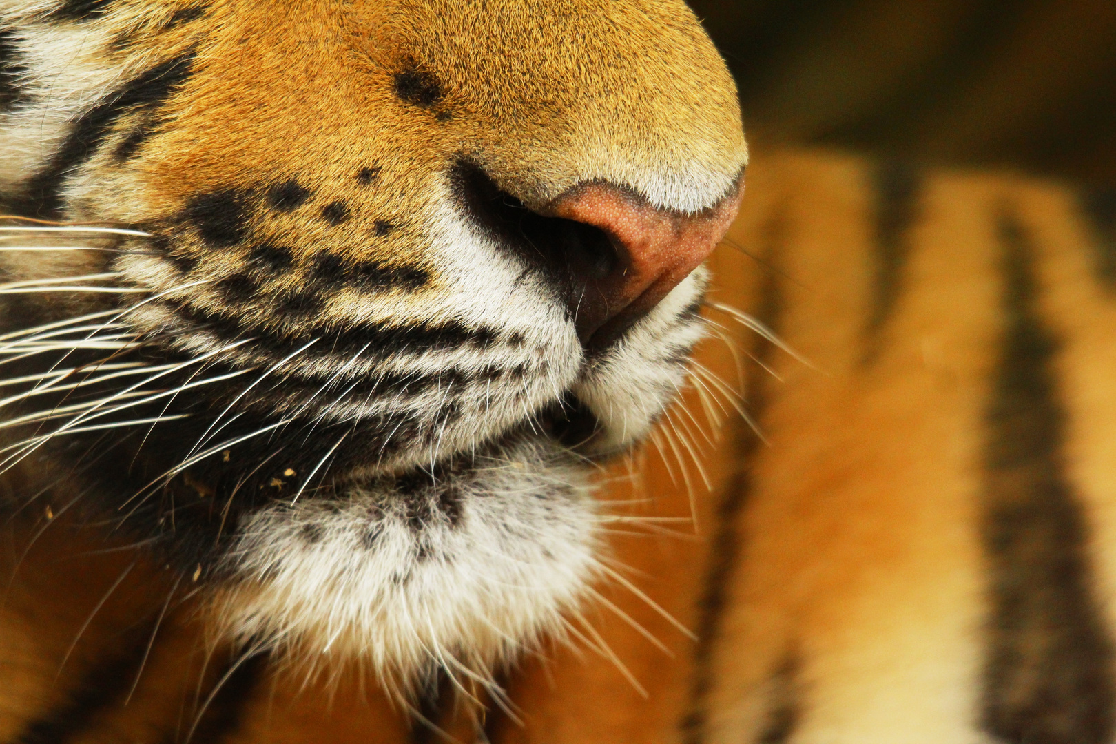 Taiga im Zoo Aschersleben