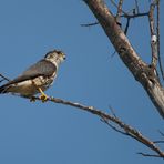 Taiga Merlin, auch Tundra Merlin...