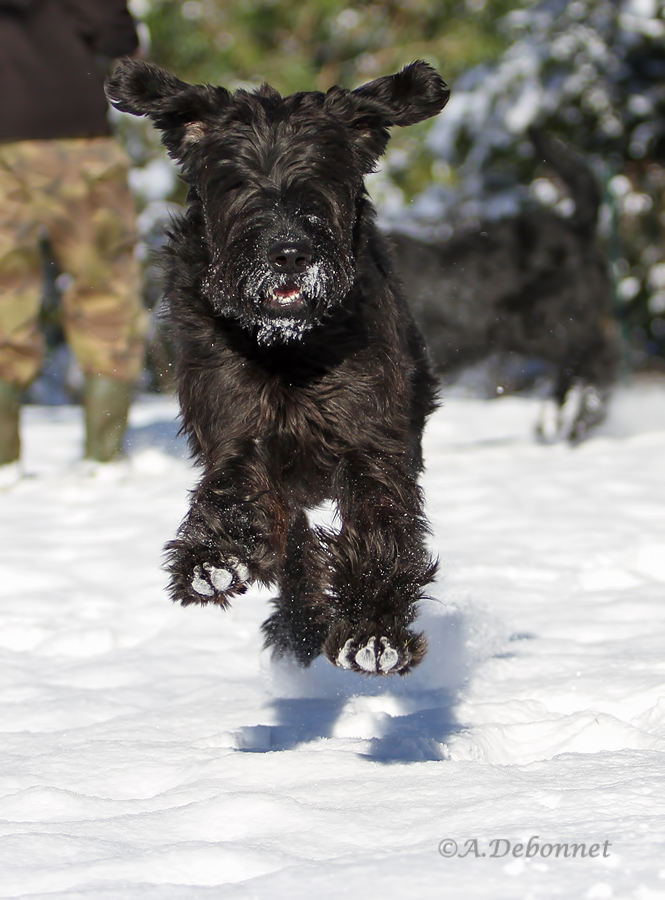 Taiga, mit Winterpelz :)