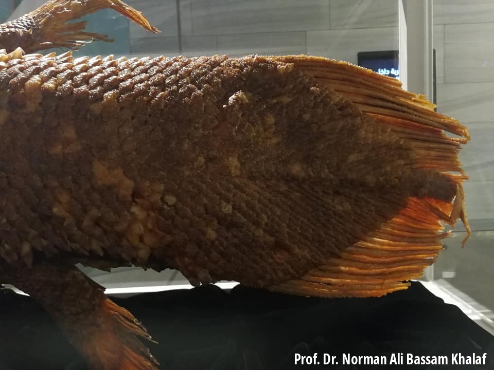 Tail of Comoran Coelacanth at Natural History Museum in Kuwait