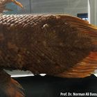 Tail of Comoran Coelacanth at Natural History Museum in Kuwait