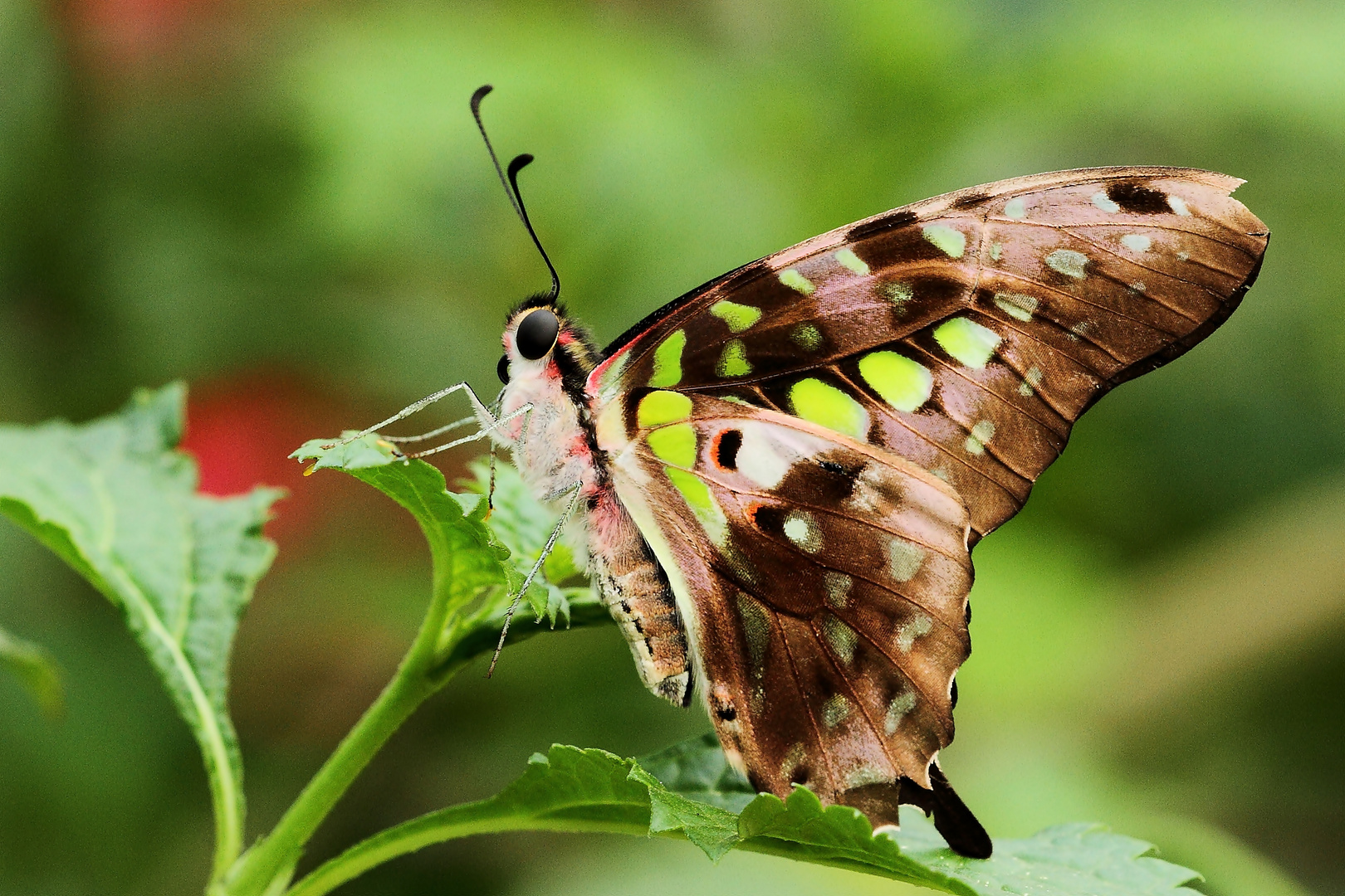 Tailed Jay