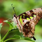 Tailed Jay