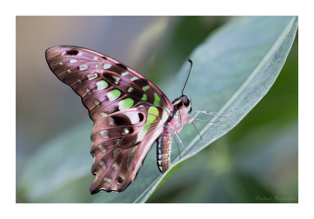 Tailed Jay