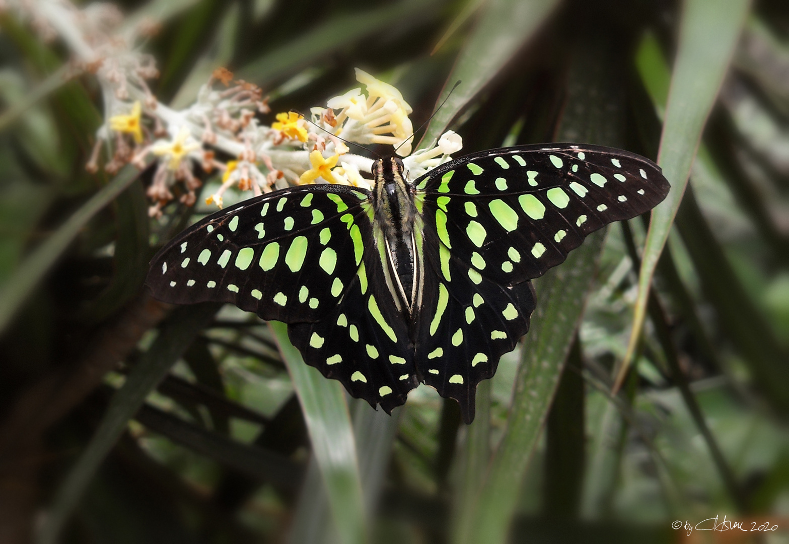 Tailed Jay Butterfly